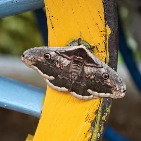La Rovere - I Carrozzoni Gitani
